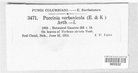 Puccinia verbenicola image